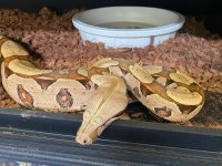 brazil boa 4.jpg