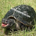 Asian-Wood-Turtles-Heosemys-grandis-CB-2010-Males-1.jpeg