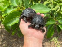 hatchling aldabras 2.jpg