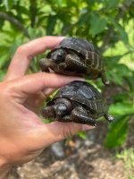 hatchling aldabras 3.jpg