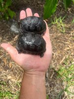 hatchling aldabras.jpg