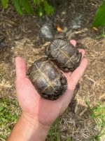hatchling aldabras 1.jpg