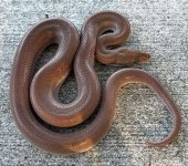 patternless2.jpg