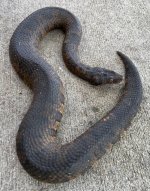 viper_boa__86816.jpg