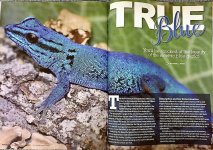 williamsi reptiles magazine.jpeg