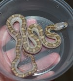 DSC_0160.jpg