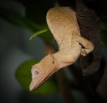 ebenaui female.jpeg
