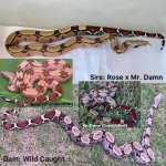 Lineage photo-1.jpg