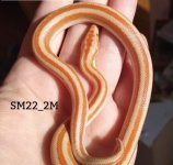 LO-SM22-2M.jpg
