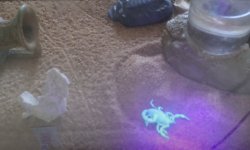 scorpion.jpg