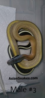 hatchling_cave3.jpg