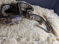 tessera junglecorn.jpg