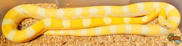 Sire_Saffron_Het_Motley.jpg