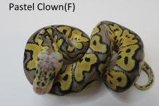 pastel clown 22c2-1 (5).jpg