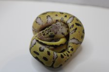 pastel Clown 22c2-1 (4).jpg