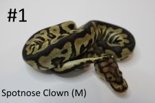 Spotnose Clown 22c2-2.jpg