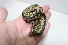 Spotnose Clown 22c2-2 (3).jpg