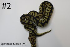 Spotnose Clown 22c2-3 (2).jpg