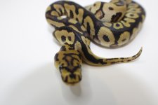 Spotnose Clown 22c2-3.jpg