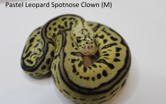 Pastel Leopard Spotnose Clown 22c2-4 (2).jpg