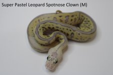 Super Pastel Leopard Spotnose Clown 22c2-5.jpg