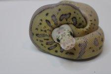 Super Pastel Leopard Spotnose Clown 22c2-5 (5).jpg