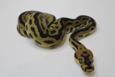 Leopard Spotnose Clown 22c2-6 (3).jpg