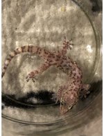 gecko image#1.jpg