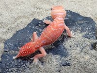 Albino Male #802, 8g.jpg