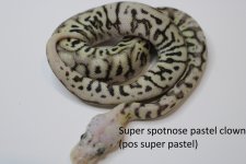 super spotnose pastel clown (pos super pastel) 22c2-7 (4).jpg