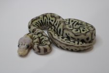 super spotnose pastel clown (pos super pastel) 22c2-7 (2).jpg