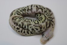 super spotnose pastel clown (pos super pastel) 22c2-7.jpg