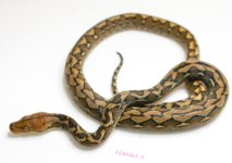 female3.jpg