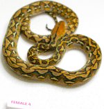 female4.jpg
