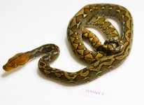 female5.jpg