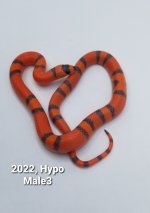 HypoTangMale3.jpg