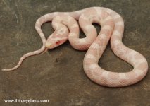 Male Snow Corn 1.2_8397.jpg