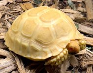 albino sulcata 2.jpg