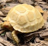albino sulcata.jpg