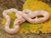 Snow Corn Snake F2.1_8441.jpg