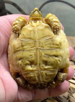 albino sulcata 3.jpg