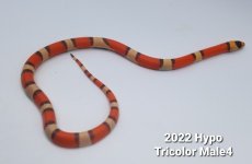 TriM4.jpg