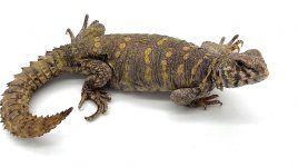 female orante 1.jpg