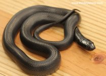 Mexican Black Kingsnake_8592.jpg