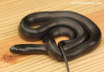 Mexican Black Kingsnake_8590.jpg
