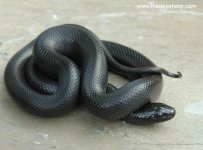 Mexican Black Kingsnake_8795.jpg