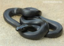 Mexican Black Kingsnake_8787.jpg