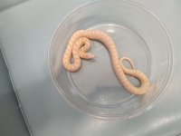 Kingsnakes (7).jpg