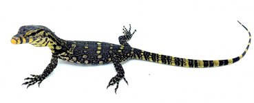 babywatermonitor1.jpg