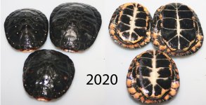 2020 spotteds copy.jpg